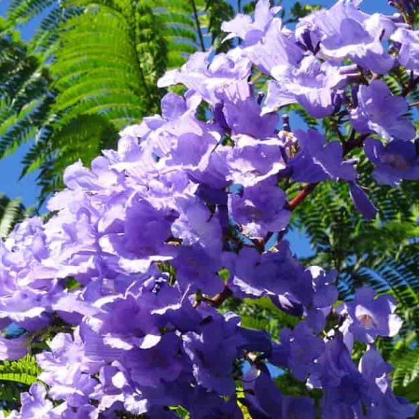 amazing flower in blue Jacaranda 10 fresh seeds